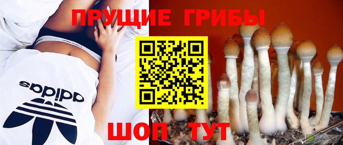Галлюциногенные грибы Cubensis  Вход с VPN  Майкоп 